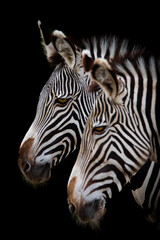 Fototapeta na wymiar An artistic portrait of a zebra 