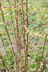 spring bush, young leaves