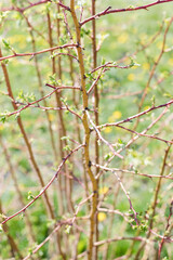 spring bush, young leaves