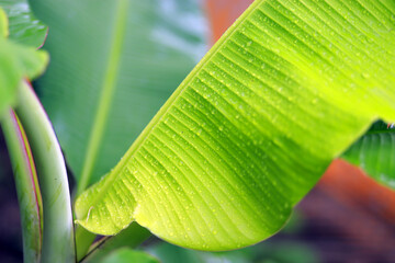 Kerala Banana Tree images 85 Lens Iso 160 f/1.8