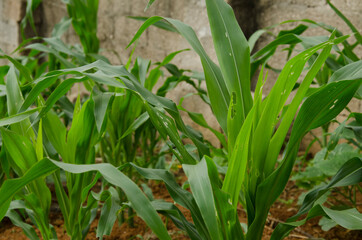 Corn leaf damage by insect and pest.corn leaves attacked by worms in maize field.