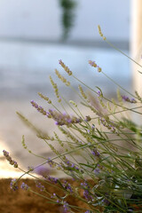 Lavender growing in a garden. Selective focus.