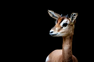 Wandcirkels Antilope a young gazelle  © Ralph Lear