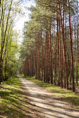 Fototapeta na wymiar Forest with fir and pine tree-lined walking trail
