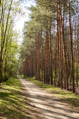 Obraz premium Forest with fir and pine tree-lined walking trail