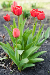 red tulips, red tulips in the front garden