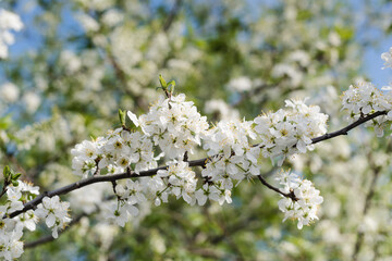 flowering bush, blooming garden, spring bloom