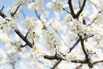 flowering bush, blooming garden, spring bloom