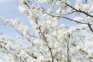 flowering bush, blooming garden, spring bloom