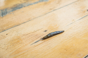 Brown slug, clam class gastropods. A slug is a snail without a shell.