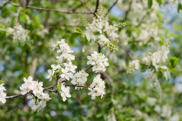 flowering bush, blooming garden, spring bloom