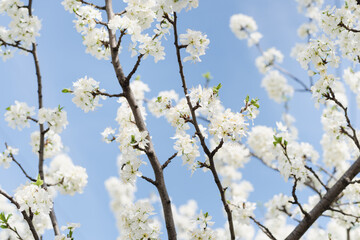 flowering bush, blooming garden, spring bloom