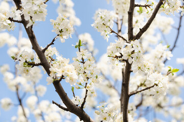 flowering bush, blooming garden, spring bloom