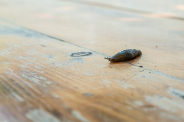 Brown slug, clam class gastropods. A slug is a snail without a shell.