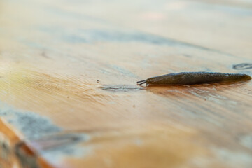 Brown slug, clam class gastropods. A slug is a snail without a shell.