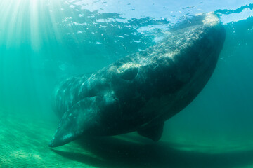 Southern Right Whale, Eubalaena australis, and her calf in the shallow protected waters of the Nuevo Gulf, Valdes Peninsula, Argentina.