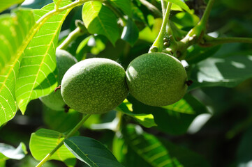 walnut fruits on a tree on a background of green leaves