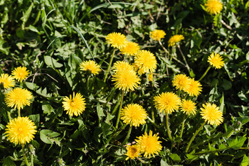 yellow dandelion flowers, meadow with dandelions