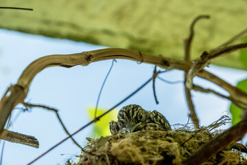 bird nest on a tree