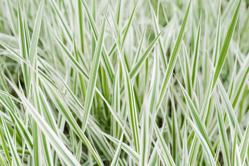 green grass background, green grass