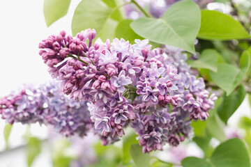 Fototapeta na wymiar branch of blooming lilac