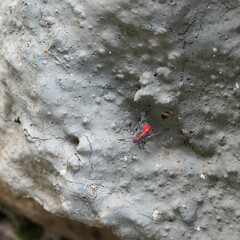 Boxelder bug on a gray stone