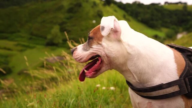 Horizontal shot of a a pure American Stanford wheezing after climbing a hill close to the sea on a natural atmosphere