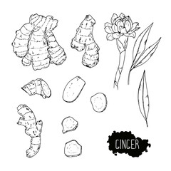 Hand drawn sketch style ginger set. Flower and leaves. Vector illustration. 