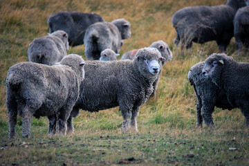 Merino Sheeps in the Torres Del Paine National Park, Patagonia, Chile