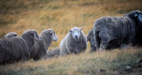 Merino Sheeps in the Torres Del Paine National Park, Patagonia, Chile