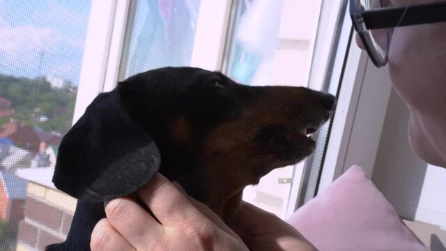 Pretty gentle family scene, funny dachshund licking the face of its owner, young woman wearing eyeglasses. In front of opened window, morning, good weather, atmosphere of happiness and relaxation