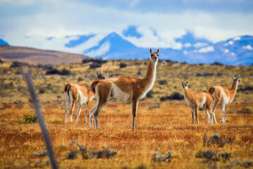 Wild and Beautiful Guanaco with the Mountains on the Background in the Torres Del Paine National Park, Patagonia, Chile