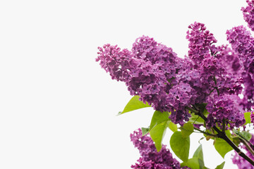 branch of blooming lilac