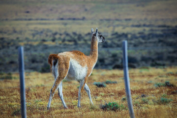 Wild and Beautiful Guanaco with the Mountains on the Background in the Torres Del Paine National Park, Patagonia, Chile