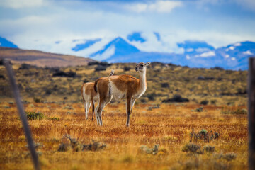 Wild and Beautiful Guanaco with the Mountains on the Background in the Torres Del Paine National Park, Patagonia, Chile