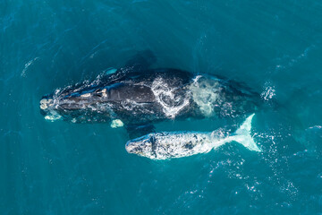 Aerial view, Southern right whale and her rare white calf in the shallow protected waters of the Nuevo Gulf, Valdes Peninsula, Argentina. © wildestanimal