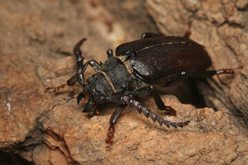 Common sawyer beetle male sitting on a bark. Portrait of the common European longhorn beetle with large antennae.