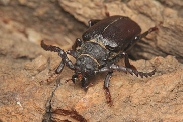 Common sawyer beetle male sitting on a bark. Portrait of the common European longhorn beetle with large antennae.