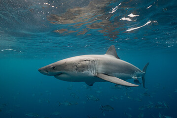 Fototapeta premium Great white shark swimming with a school of jackfish, Neptune Islands, South Australia.