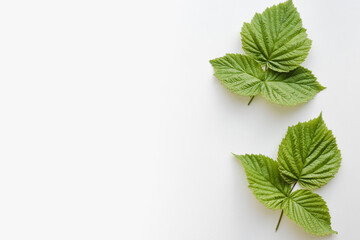 raspberry leaves on white background, background with green leaves