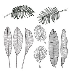 Hand drawn sketch style tropical leaves set. Vector illustration. 