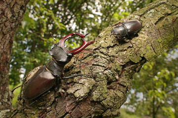 Couple of stag beetles on a close up picture in their natural environment - sitting on a tree. A rare and endangered beetle species with large mandibles, occurring in Europe.