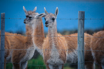 Wild and Beautiful Guanaco in the Torres Del Paine National Park, Patagonia, Chile