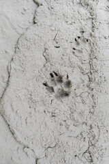 dog footprints, dirt with animal footprints 