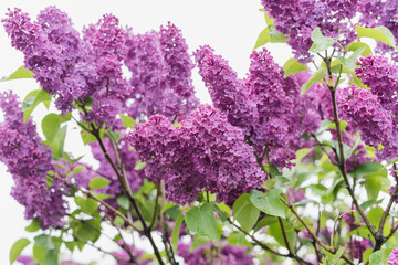 lilac bush against the sky