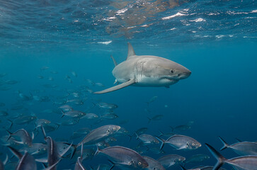 Fototapeta premium Great white shark swimming with a school of jackfish, Neptune Islands, South Australia.