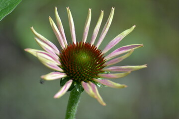 Purple coneflowers (Echinacea), initial blossom, with flower-buds, medicinal herbs. Phytotherapy....