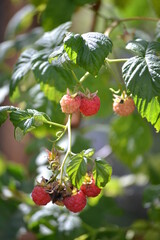Raspberries (Rubus idaeus in Latin) in the summer garden 