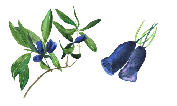 Honeysuckle branches with blue berries and leaves isolated on white background. Watercolor hand drawing illustration. Loncera edulis or honeyberry. Perfect for card, cover, decoration summer food.