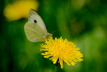 A butterfly straightened its proboscis sits on a yellow dandelion